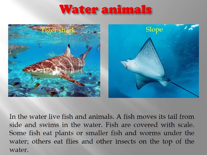 Water animals Tiger shark Slope In the water live fish and animals. A fish